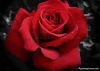 Red rose 1